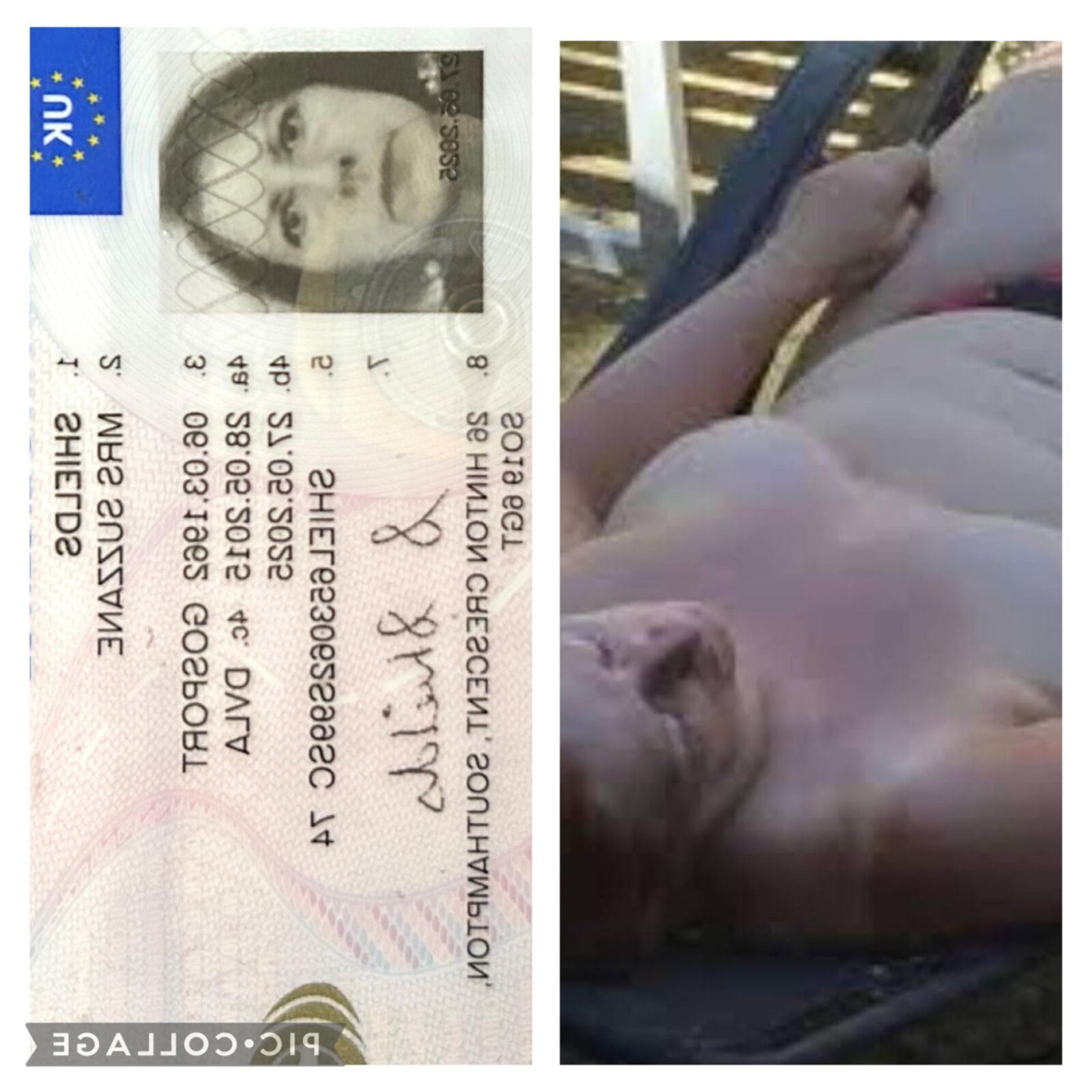 Сюза