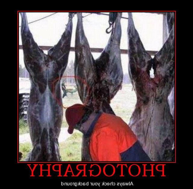 Lollygag (WTF)